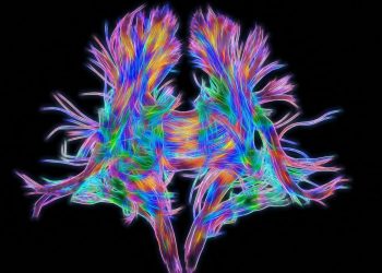 I neuroni sono tuttofare: la scoperta firmata Stefano Fusi