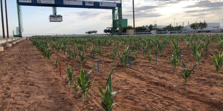 Scoperto il meccanismo molecolare che protegge le piante dalla siccità