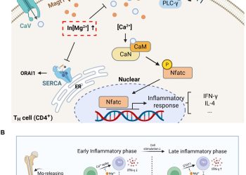 Un nuovo impianto bioceramico migliora la guarigione delle fratture