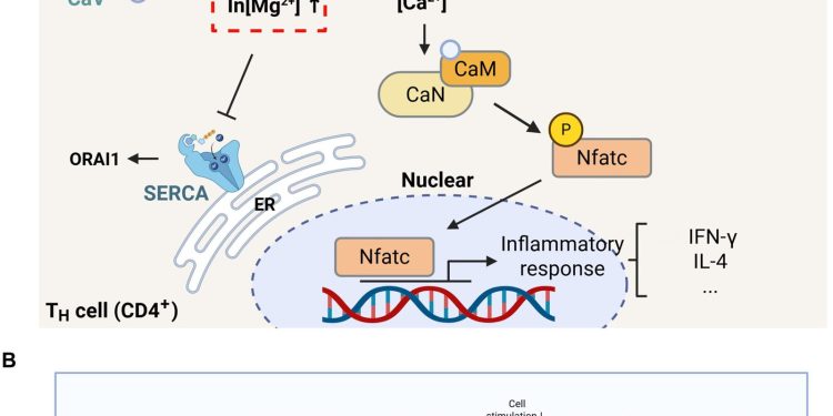 Un nuovo impianto bioceramico migliora la guarigione delle fratture