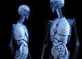 Candida: scoperta la via immunitaria che previene le infezioni mortali