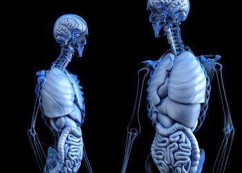 Candida: scoperta la via immunitaria che previene le infezioni mortali