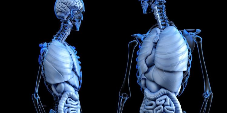 Candida: scoperta la via immunitaria che previene le infezioni mortali