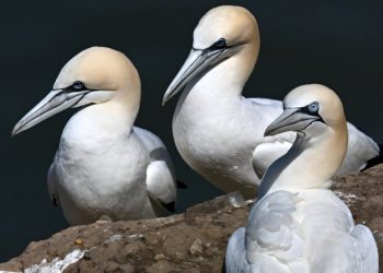 Scozia, vietata dopo 500 anni la tradizionale caccia agli uccelli