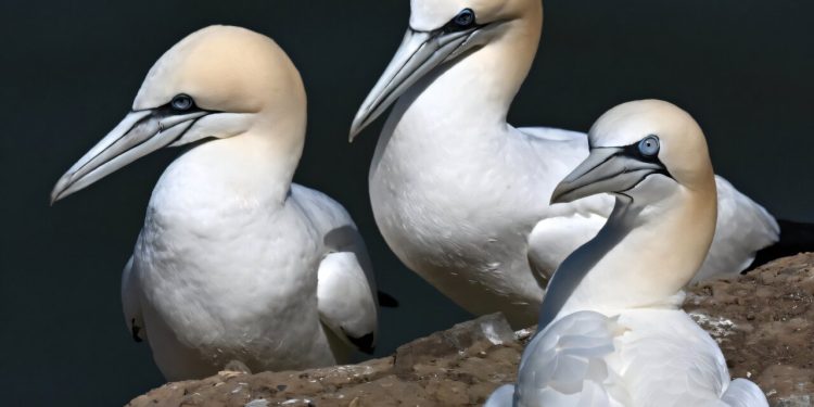 Scozia, vietata dopo 500 anni la tradizionale caccia agli uccelli